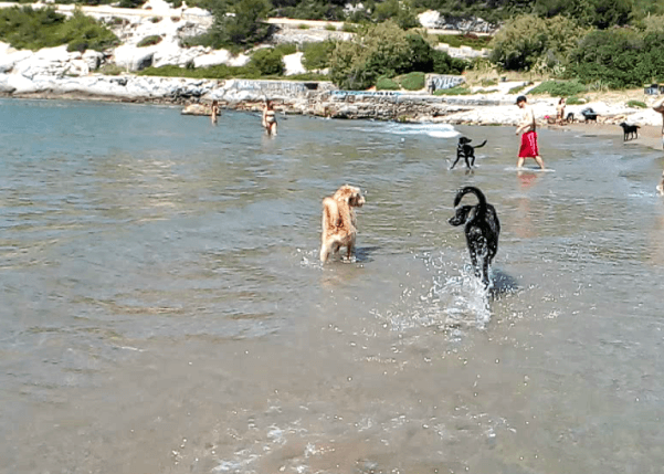 Playas para perros Cala Vallcarca